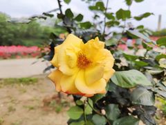 -都江堰玫瑰花溪谷