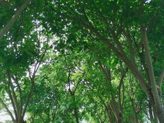 -白石龙音乐公园