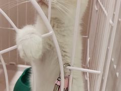 莫吉托-藏猫猫咖啡主题馆(中央大道店)