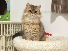 -猫大福·Fortune Cat猫舍(百子湾店)
