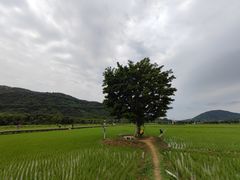 -艾米稻香小镇
