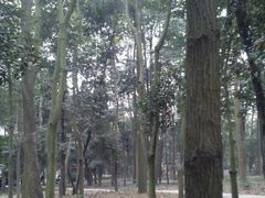 -南宁良凤江国家森林公园