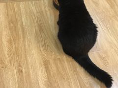 -滚猫咖啡·猫咖·猫友好撸猫(未来城店)