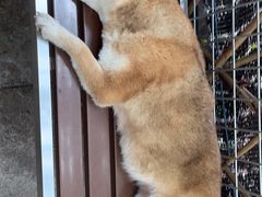 -柴犬高等学院·狗咖·柴犬售卖·宠物训练