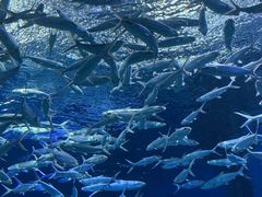 -海合安武汉极地海洋公园