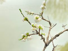 -南汇桃花村