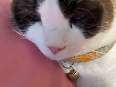 -绒爪撸猫下午茶·猫咖