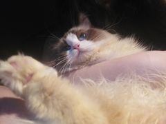 -猫十亿·布偶金渐层·曼基康矮脚猫舍(青年路店)