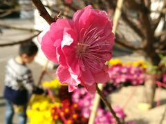 -南国桃园旅游度假区