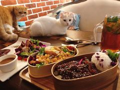 -猫小院猫主题咖啡厅(北锣店)