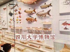 -四川大学博物馆