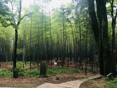 -西湖风景区十里琅珰-五云山