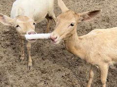 -北京麋鹿生态实验中心