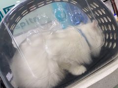 -佳雯宠物医院·皮肤科·内外科(春晓路分院)