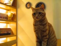 -滚猫咖啡·猫咖·猫友好撸猫(未来城店)