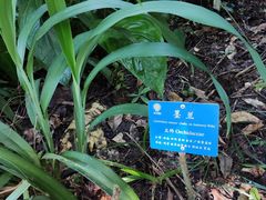 -中国科学院西双版纳热带植物园