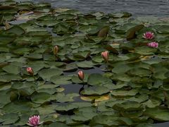 -白鹭湾湿地公园