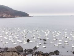 -烟墩角天鹅湖