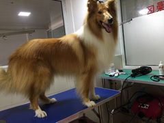 帅帅宠物生活馆-帅帅宠物生活馆(三元路店)