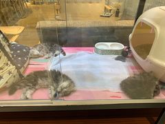 -藏猫猫咖啡主题馆(中央大道店)