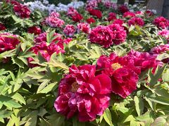 -莲花池公园
