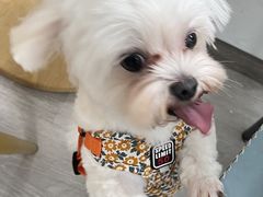 -萌宠之家·腊肠犬·马尔泰·小体犬舍