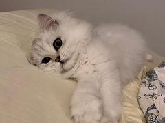 -猫大福·Fortune Cat猫舍(百子湾店)
