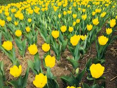 -长春公园(普阳街道)