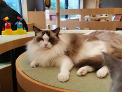 -CAT’S MEWSTAR CAFE·喵星球猫屋(晴湾咖啡店)