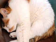 -猫小院猫主题咖啡厅(北锣店)