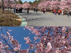 -顾村公园