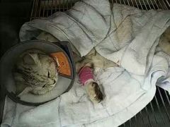 -创凡宠物医院·骨专科  猫科中心(西乡分院)