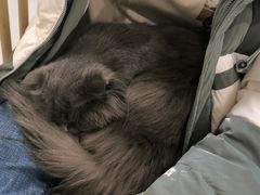 -楼上猫咖(罗湖店)