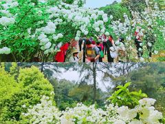 -铁山坪森林公园