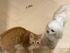 -纳吉亚猫专科动物医院博雅分院