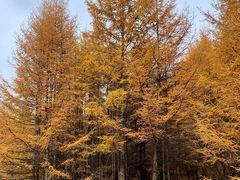 -苏木山森林公园