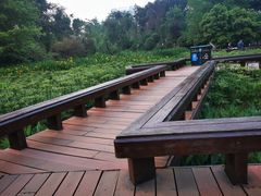 -桂湖森林公园