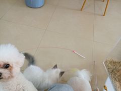 -喵宠乐园·撸猫互动·猫舍