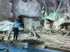 -帝企鹅自助餐厅•儿童岛•真企鹅(长隆企鹅酒店)