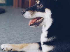 -柴源莊·柴小宠柴犬咖啡