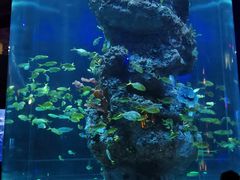 -芜湖新华联大白鲸海洋公园