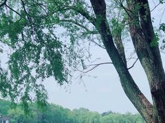 -上海共青森林公园