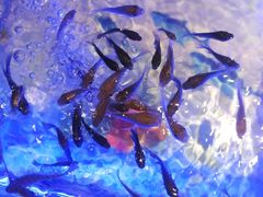 -泰国鱼疗足疗馆