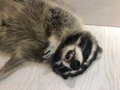 -浣熊柯尔鸭土拨鼠·电玩咖