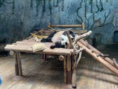 -深圳野生动物园