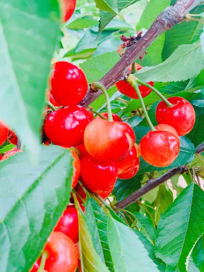 五峰山大樱桃采摘园-"今天跟同事一起去采摘了樱桃～老家是五峰.