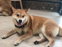 -柴犬高等学院·狗咖·柴犬售卖·宠物训练