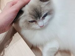 -瞄一喵猫咖(格力海岸店)