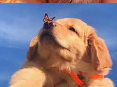 -野山舂·贵州现舂酸汤火锅(鸿通城店)