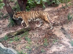 -深圳野生动物园